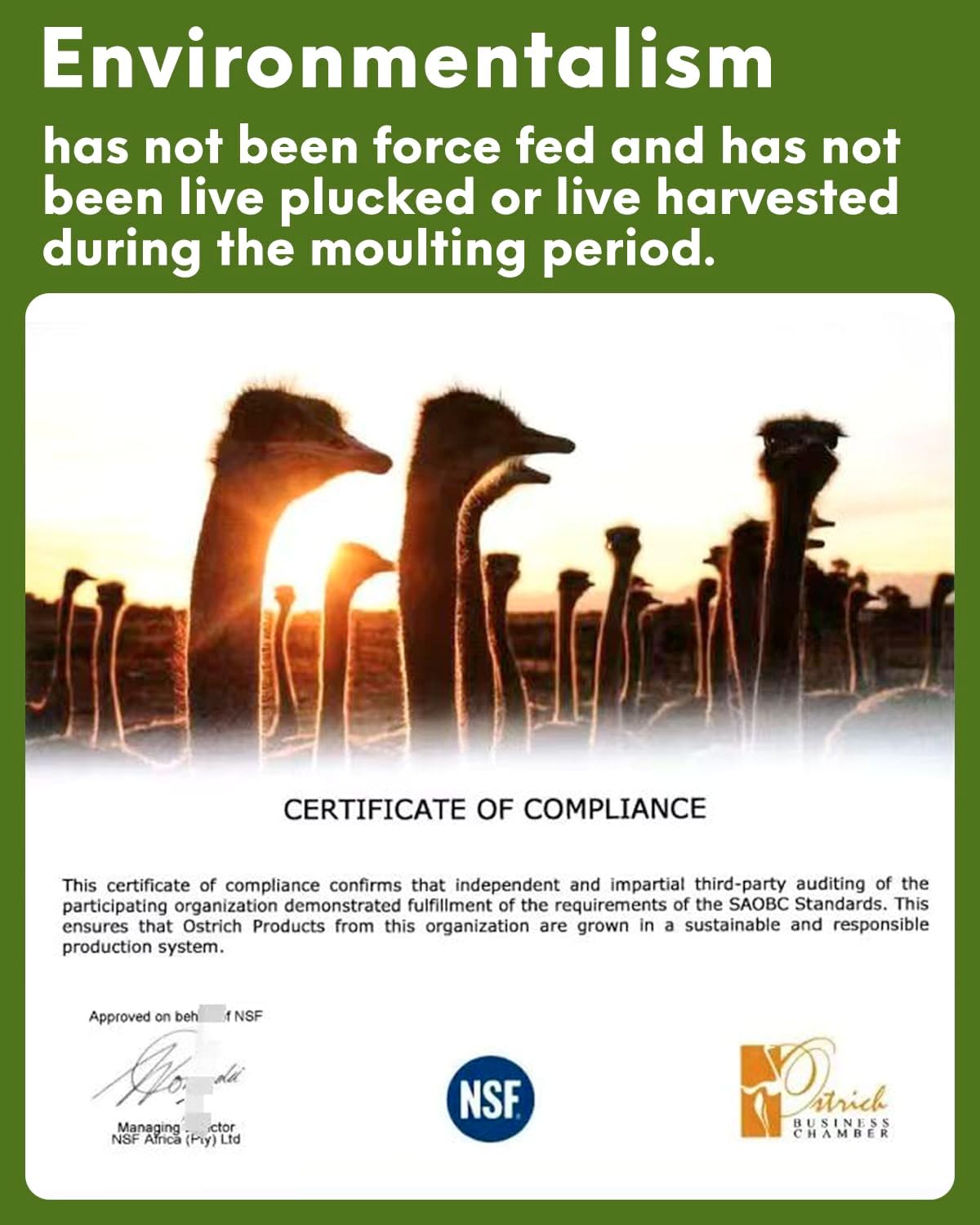 NEWONG 30pcs Fruit Green Ostrich Feathers Natural Bulk 8-10inch(20-25cm) Vase Craft Wedding Home Party Centerpieces Christmas Day Decoration