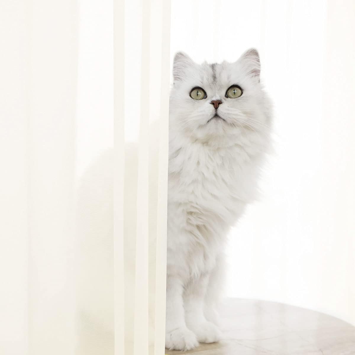 Window Beige Sheer Curtains 48 Inches Width 145 Inches Long 2 Panels Sheer Curtain Clear Curtains Basic Rod Pocket Panel for Home Living Room Bedroom Kids Room Yard Patio Parlor Sliding