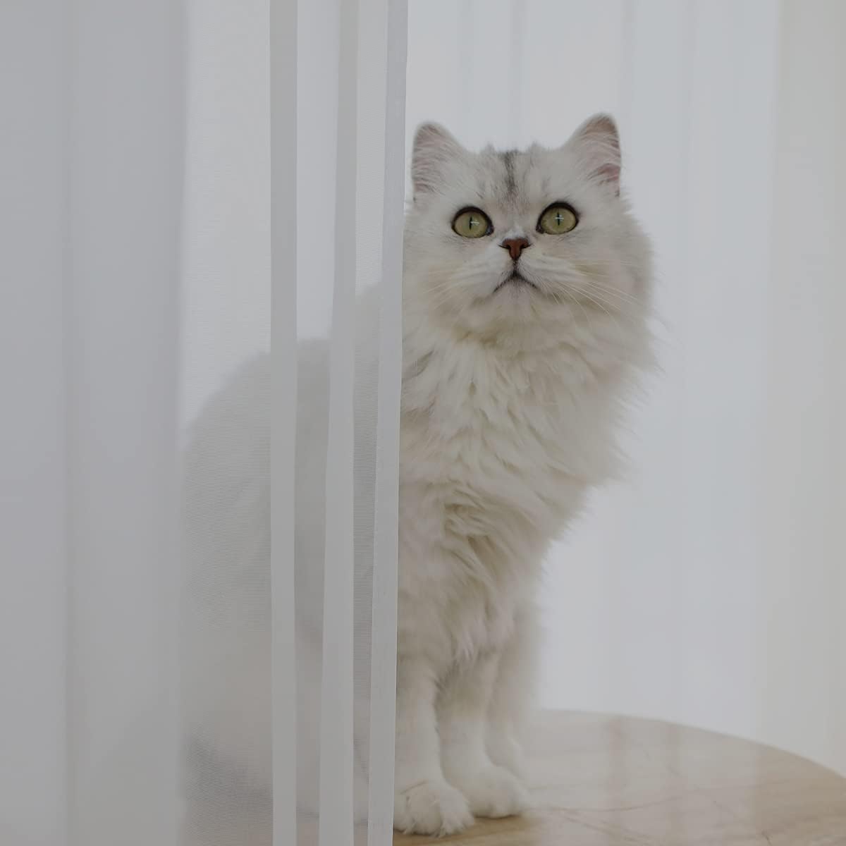 Window Ivory Sheer Curtains 60 Inches Width 84 Inches Long 2 Panels Sheer Curtains Clear Curtains Basic Rod Pocket Panel for Home/Living Room/Bedroom/Kids Room