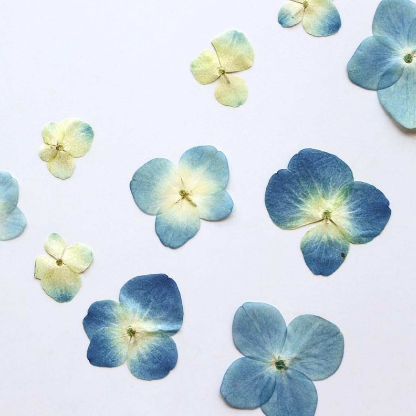 48 Pcs Dried Pressed Flowers for Resin DIY Art Crafts Natural Dry Hydrangea Floral Epoxy Jewelry Real Flower Decor Cakes Phone Cases Candles Handmade Soap Hydrangea