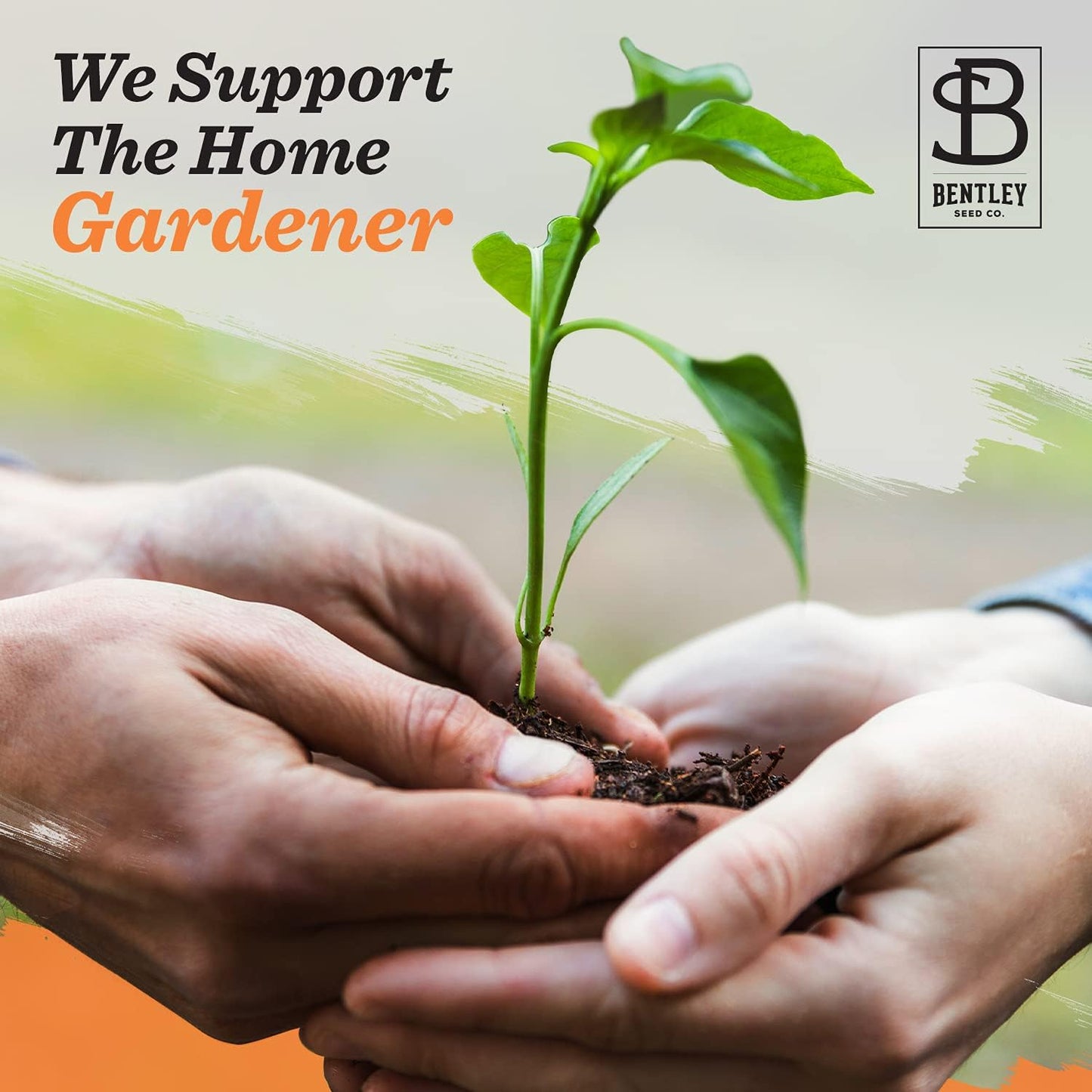 Bentley Seeds Mr & Mrs Pre Filled Flanders Poppy Seed Packets - 25 Individual Flanders Poppy Seed Packs -Wedding or Anniversary Party Favors Non-GMO Eco-Friendly Gift - Indoor Outdoor Garden Seeds