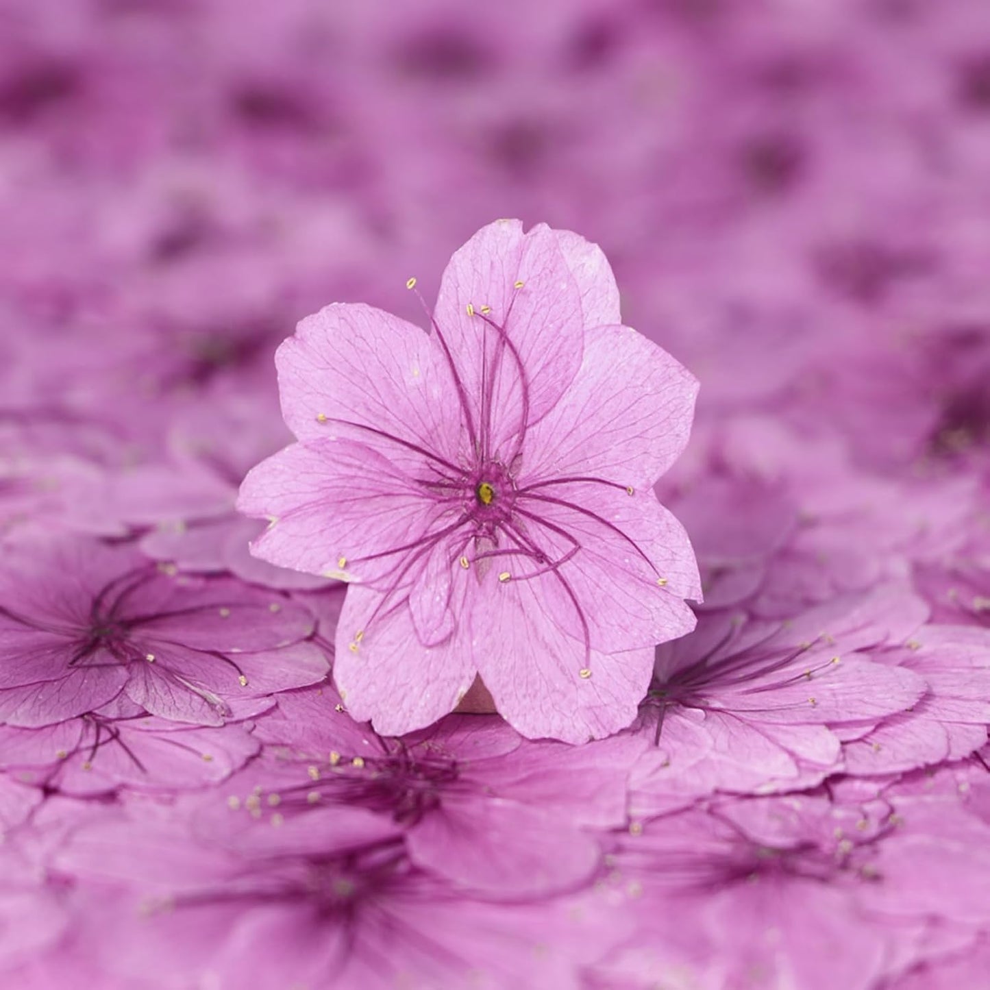 48 Pcs Dried Pressed Flowers for Resin DIY Art Crafts Natural Dry Sakura Larkspur Floral Epoxy Jewelry Real Flower Decor Cakes Phone Cases Candles Handmade Soap