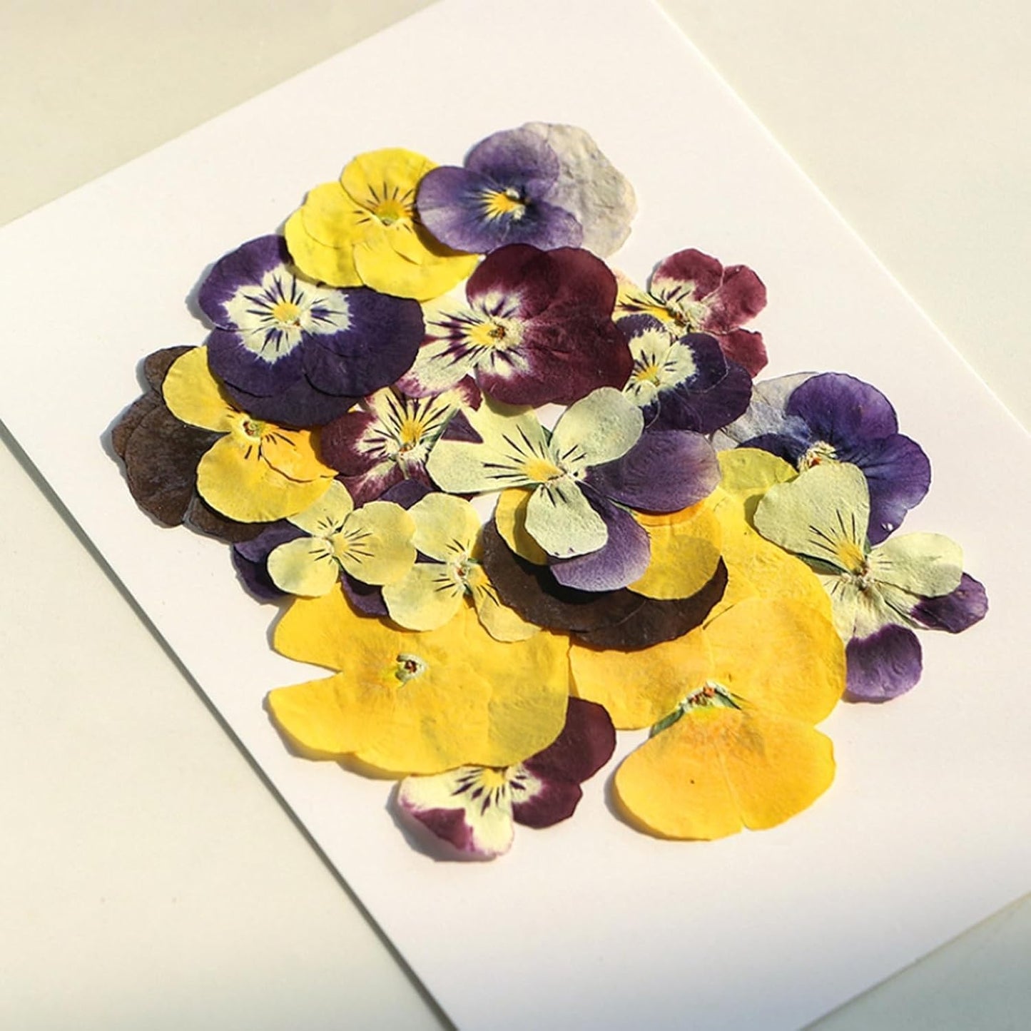 54 Pcs Dried Pressed Flowers for Resin DIY Art Crafts Natural Dry Floral Epoxy Jewelry Real Flower Decor Cakes Phone Cases Candles Handmade Soap Purple Pansy