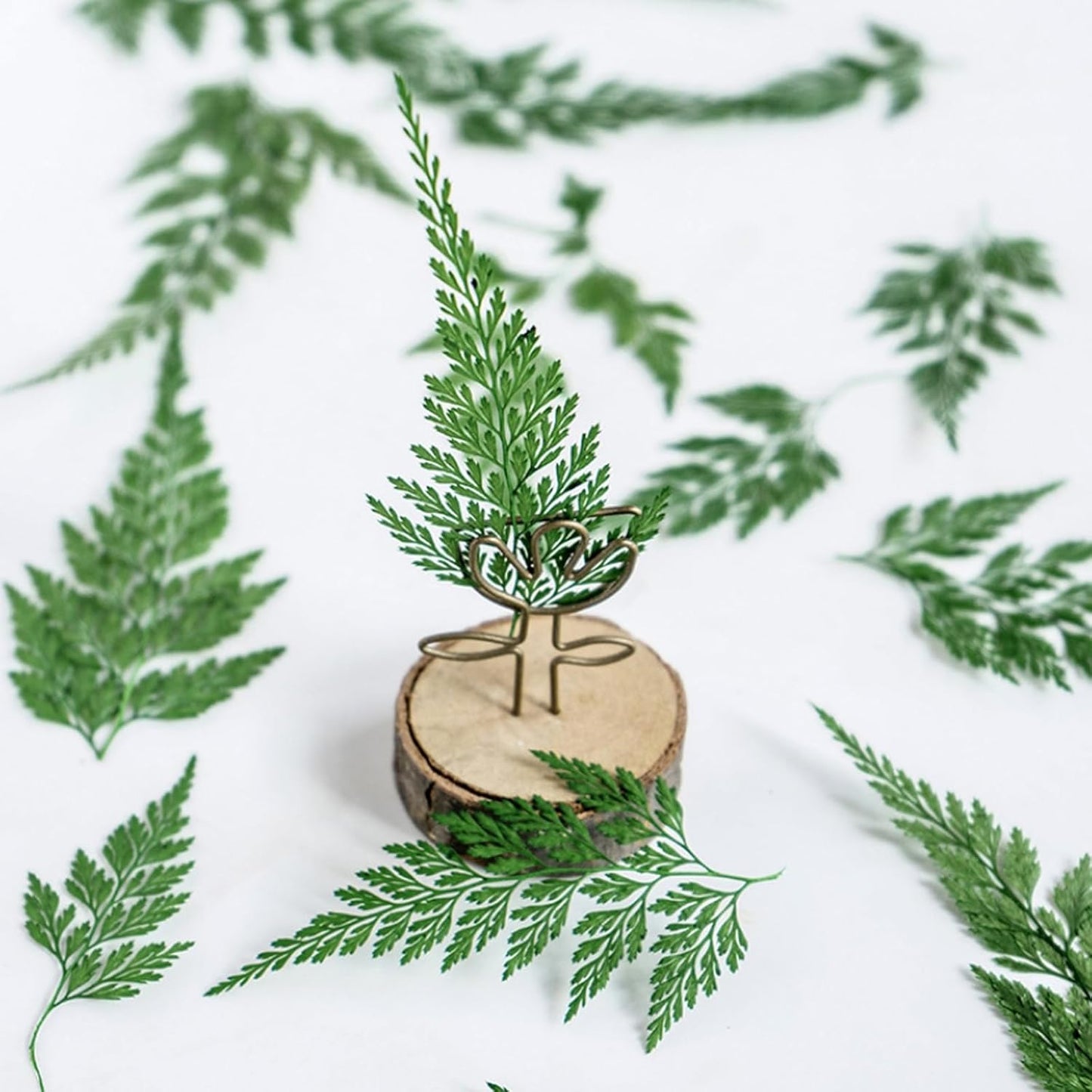 48 Pcs Dried Pressed Flowers Leaves Ferns for Crafts Art Resin DIY Natural Dry Green Leaf Epoxy Jewelry Real Rose Flower Decor Cakes Phone Cases Bookmarks Candles Handmade Soap Ferns