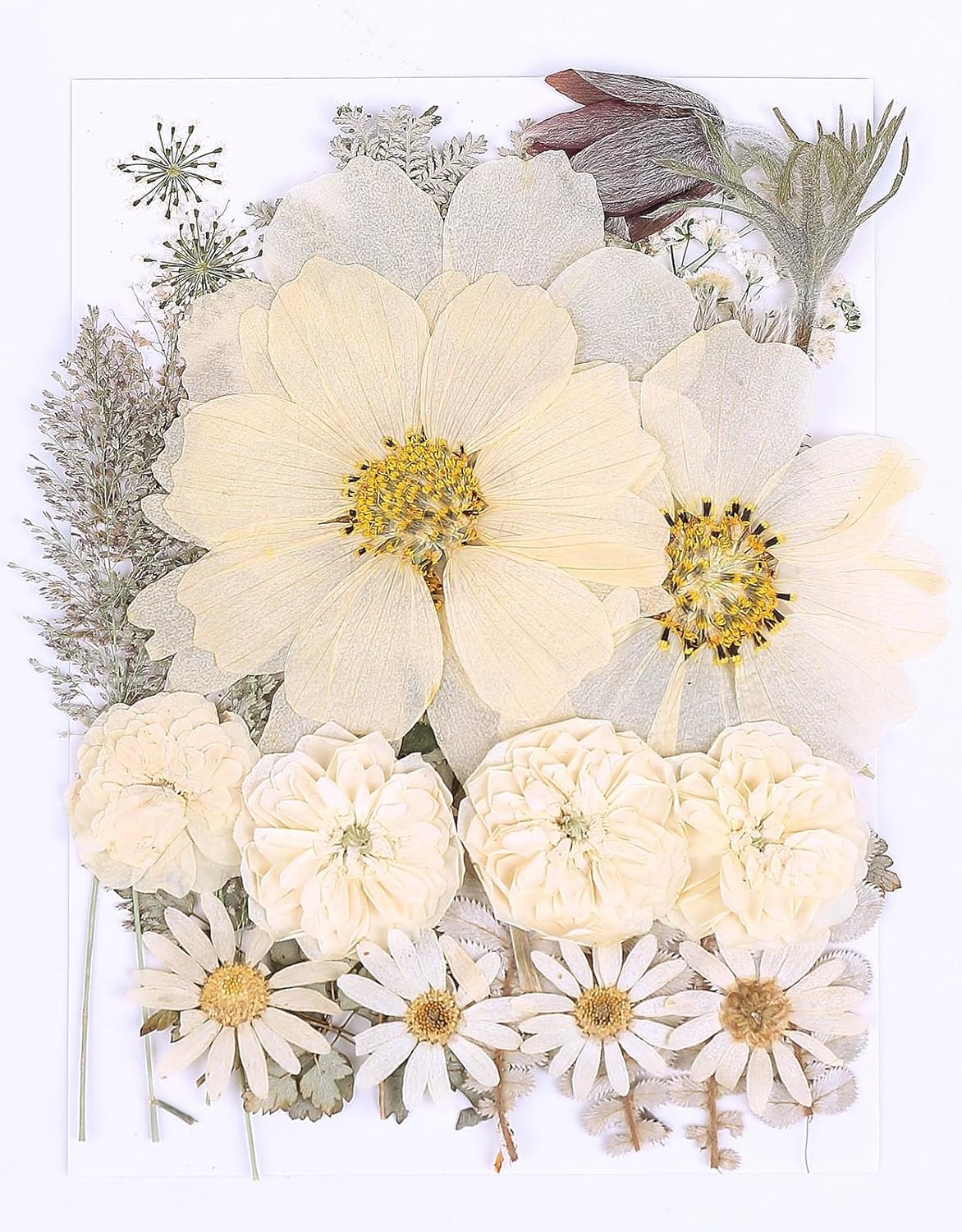 48PCS White Large Real Dried Pressed Flowers Leaves Natural Plant Herbarium for DIY Resin Mold Jewelry Making Craft (12 Styles)
