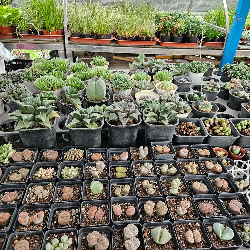 Small Plant Pots 3.5 Inch, 120 Pcs Nursery Pots with Drainage Holes, Durable Plastic Succulents Pots for Seedlings, Cuttings (Black)