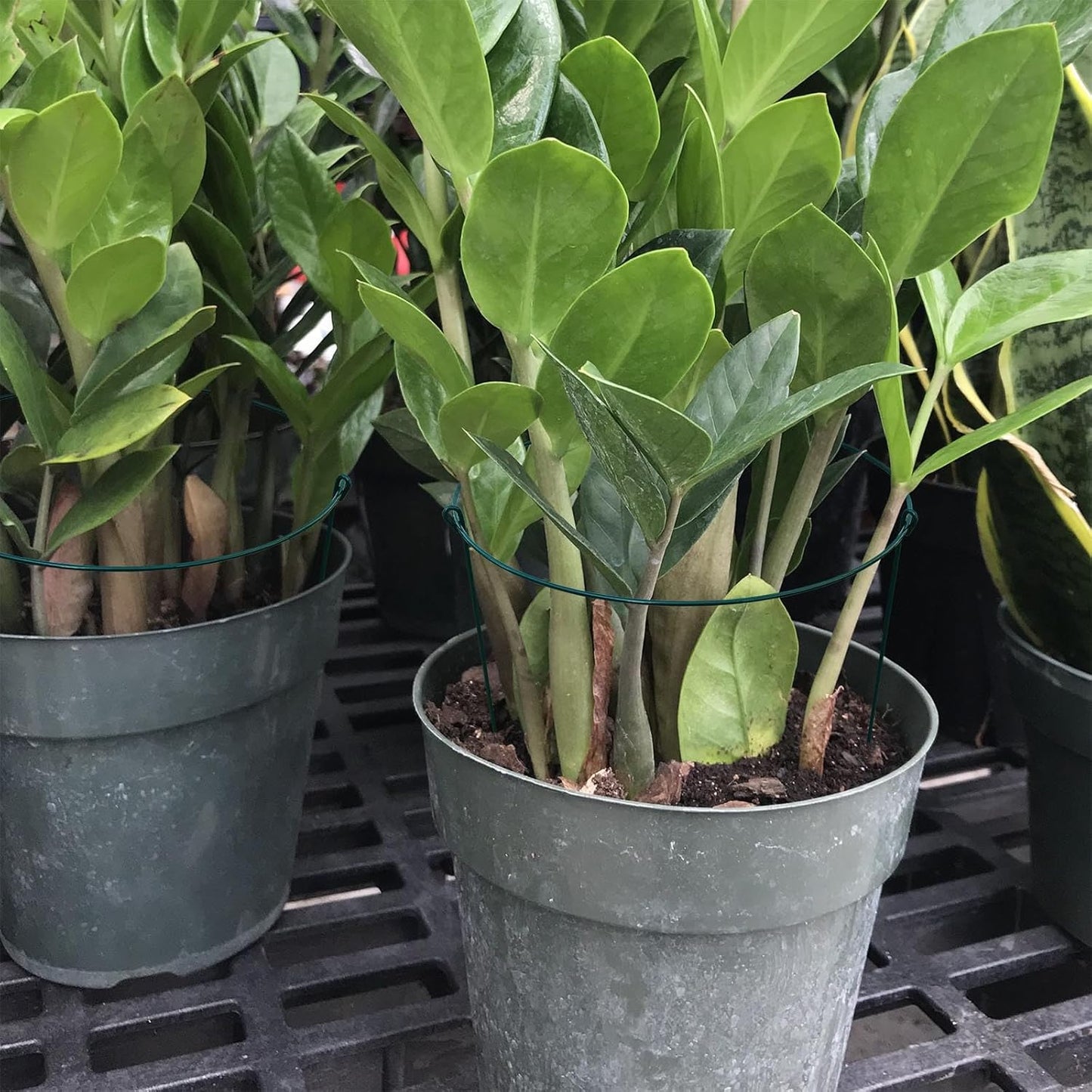 14" Wide x 24" High Peony Cage Rings Garden Plant Support Brace, Pack of 5 Round Metal Plant Stakes Rings, Strong Large Garden Supports for Flowers, Peonies, Rose, Lily