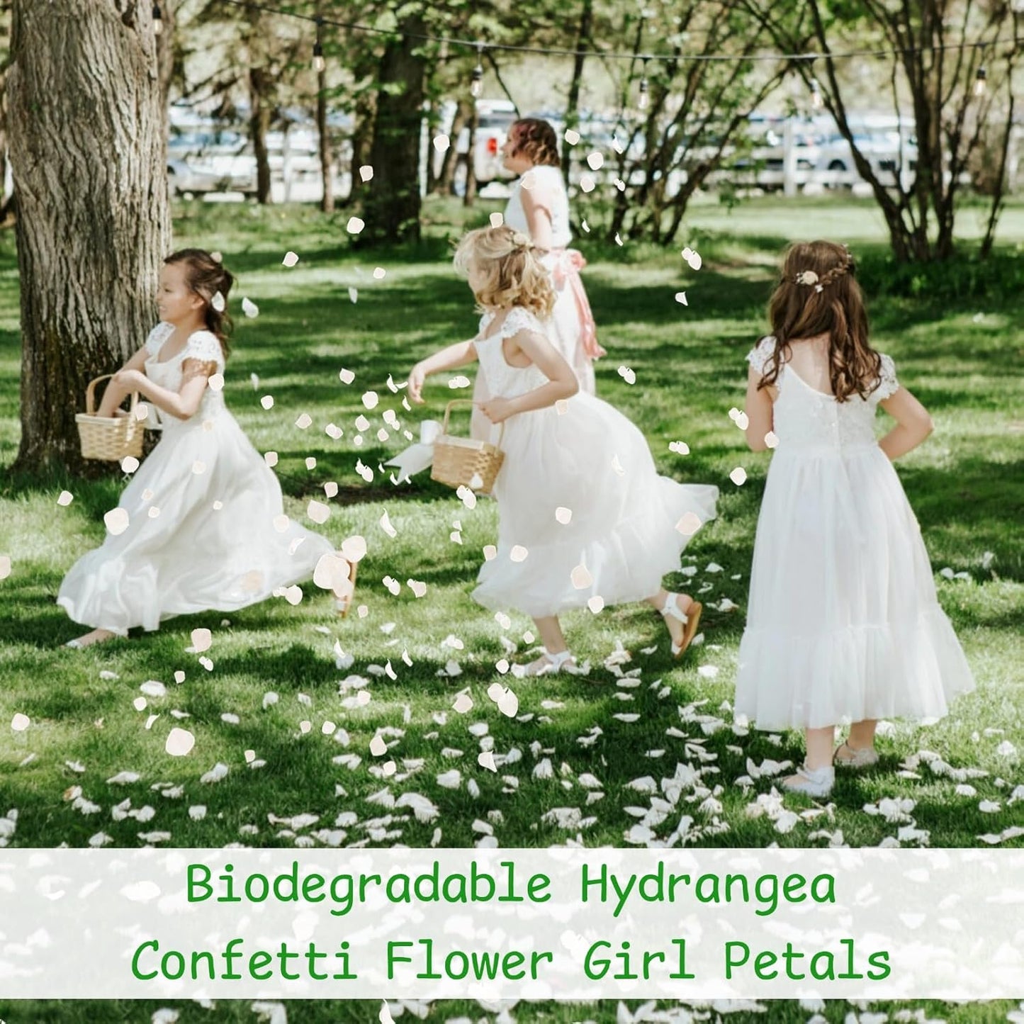 3000+Pcs Real Ivory White Dried Hydrangea Flower Petals - 100% Natural Creamy White Flower Petals for Wedding Confetti, Romantic Night Decor, DIY Handcrafts (2.12oz)