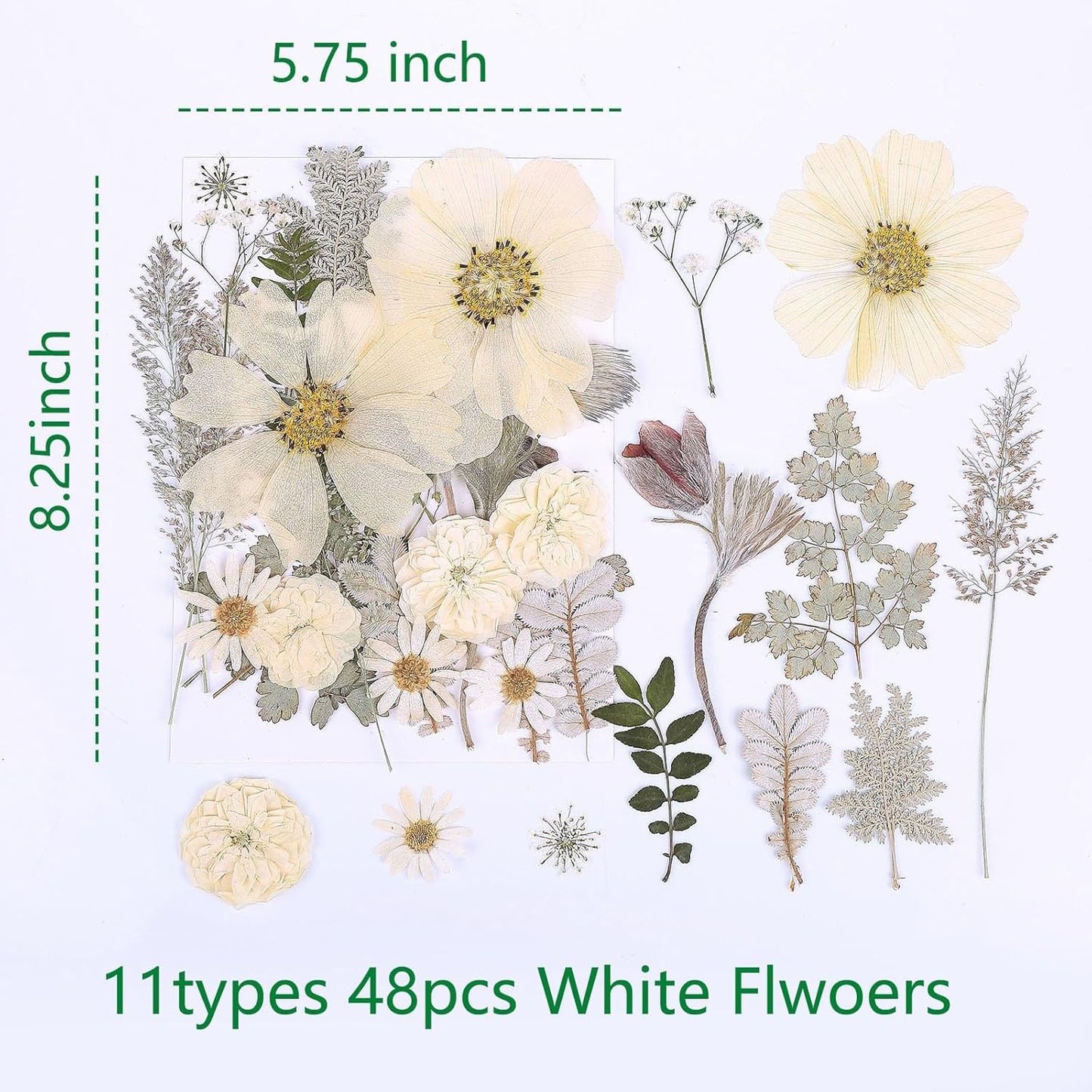48PCS White Large Real Dried Pressed Flowers Leaves Natural Plant Herbarium for DIY Resin Mold Jewelry Making Craft (12 Styles)