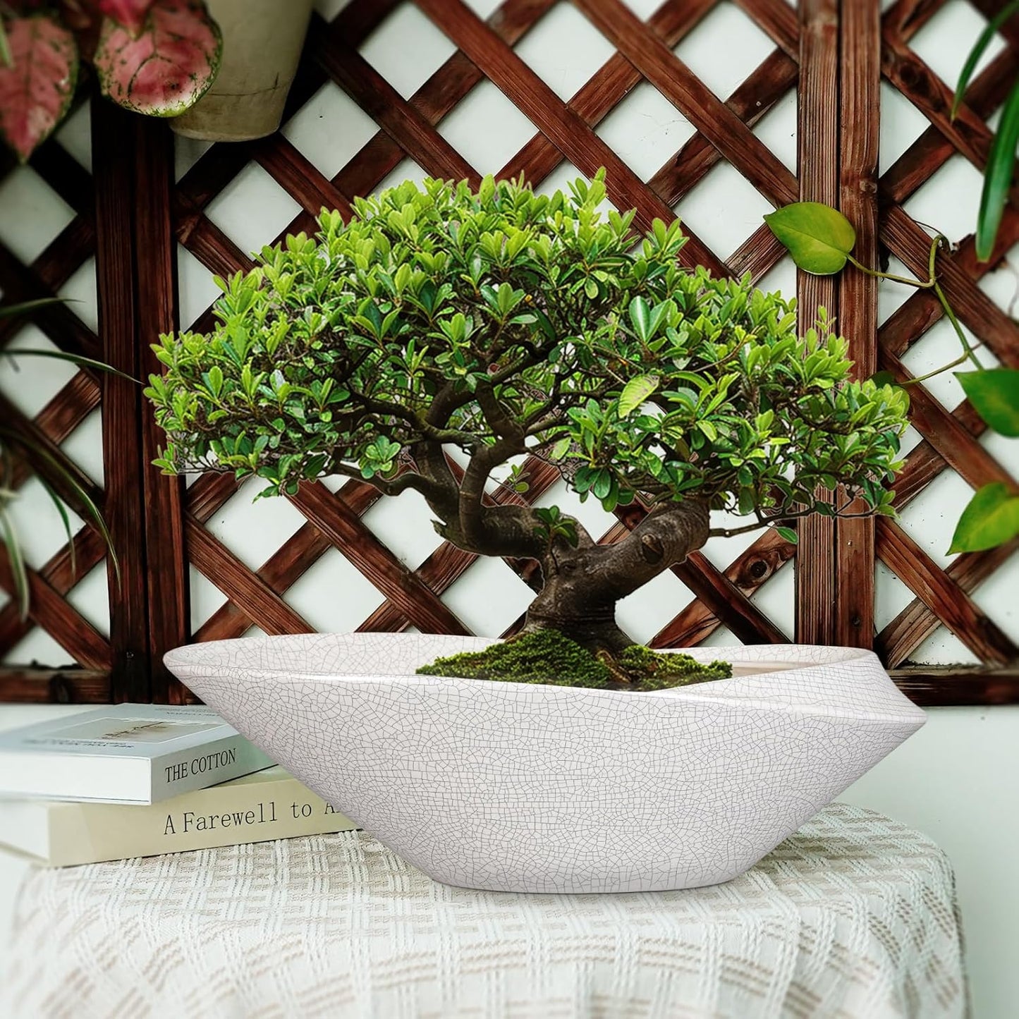 Bonsai Pots - 18 Inch Ceramic Plant Pot for Bonsai Tree, Modern Indoor & Outdoor Succulent Planter with Drainage, Room Decor, Gifts for Plant Lovers, White-Black